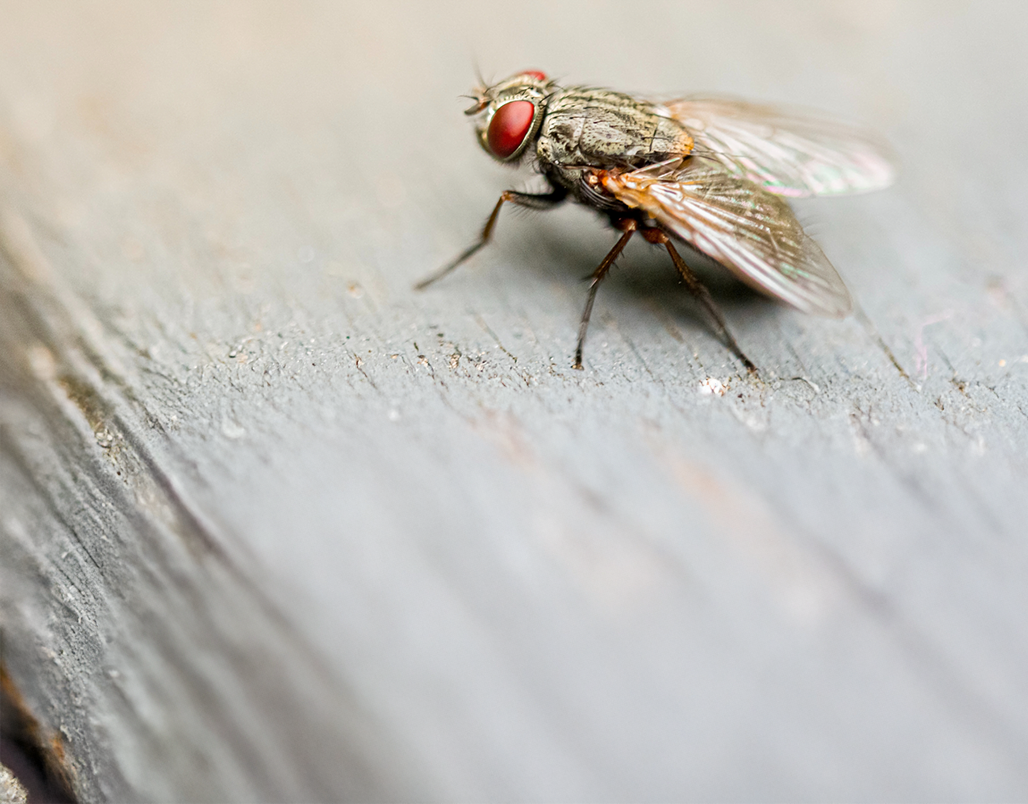 Clustervliegen overlast